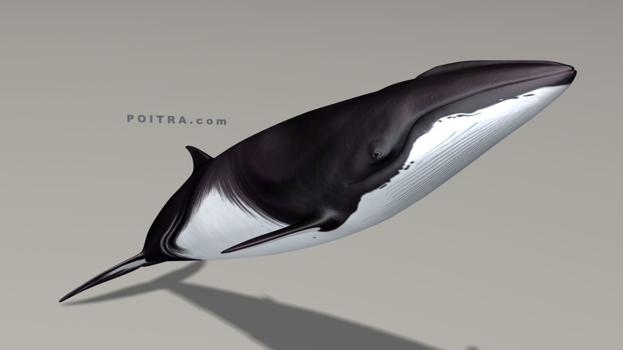 Minke Whale - Balaenoptera Acutoro - Adult Male - Pose 1 - 3D model_7