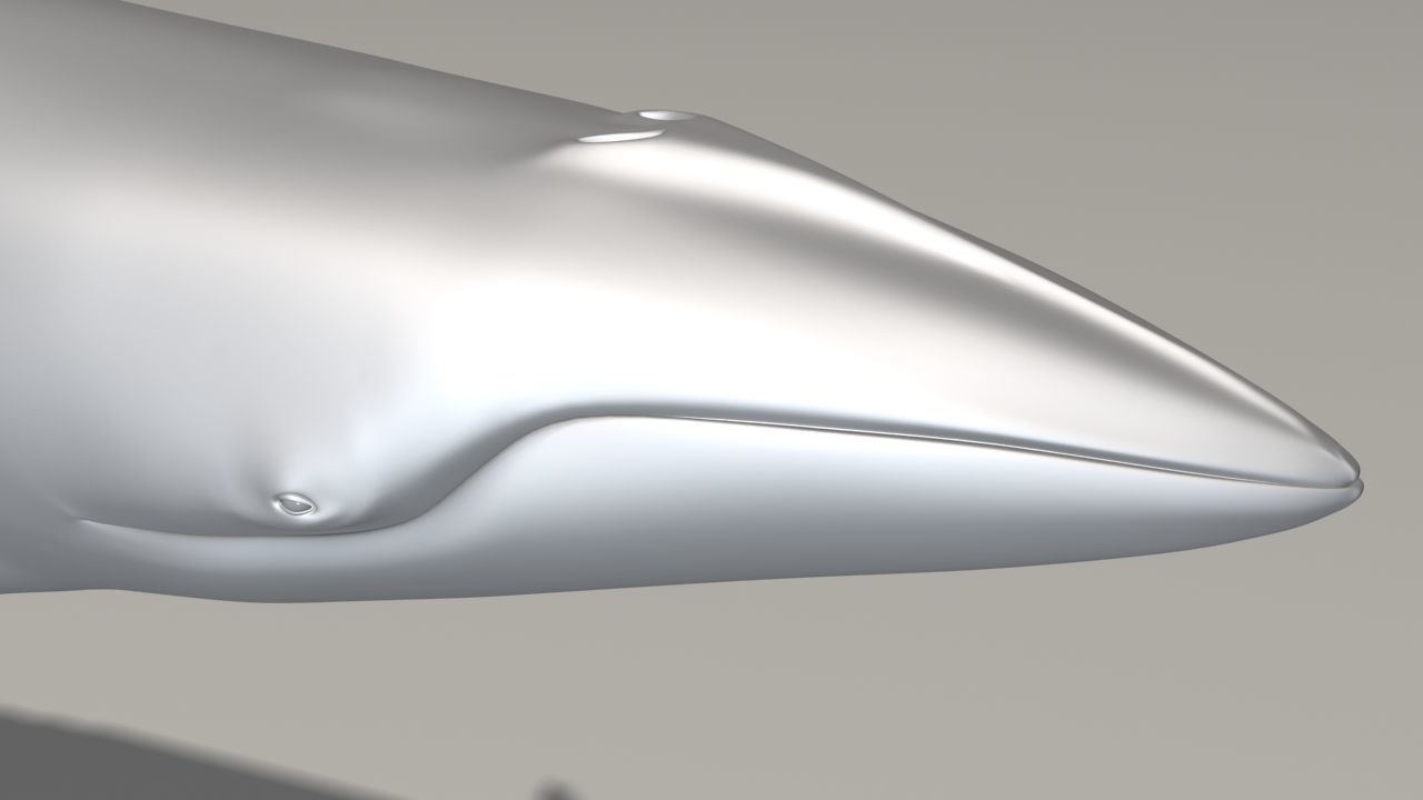 Minke Whale - Balaenoptera Acutoro - Adult Male - Pose 1 - 3D model_6