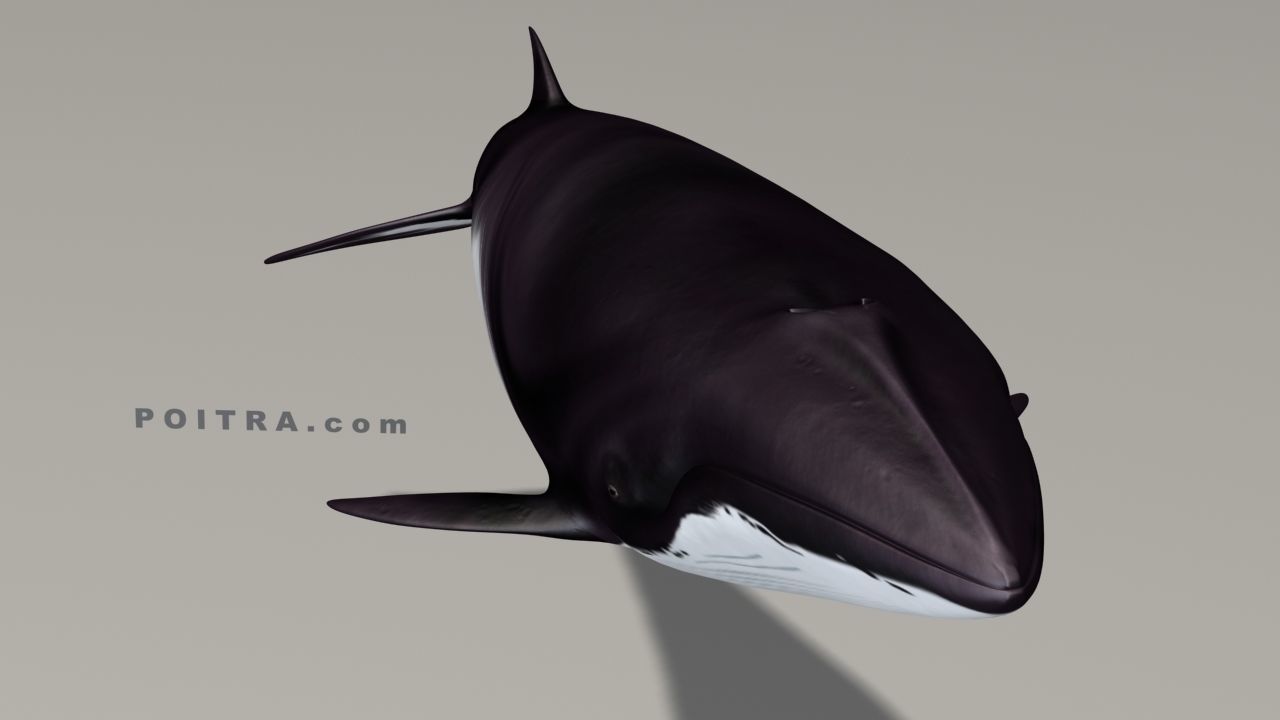 Minke Whale - Balaenoptera Acutoro - Adult Male - Pose 1 - 3D model_9