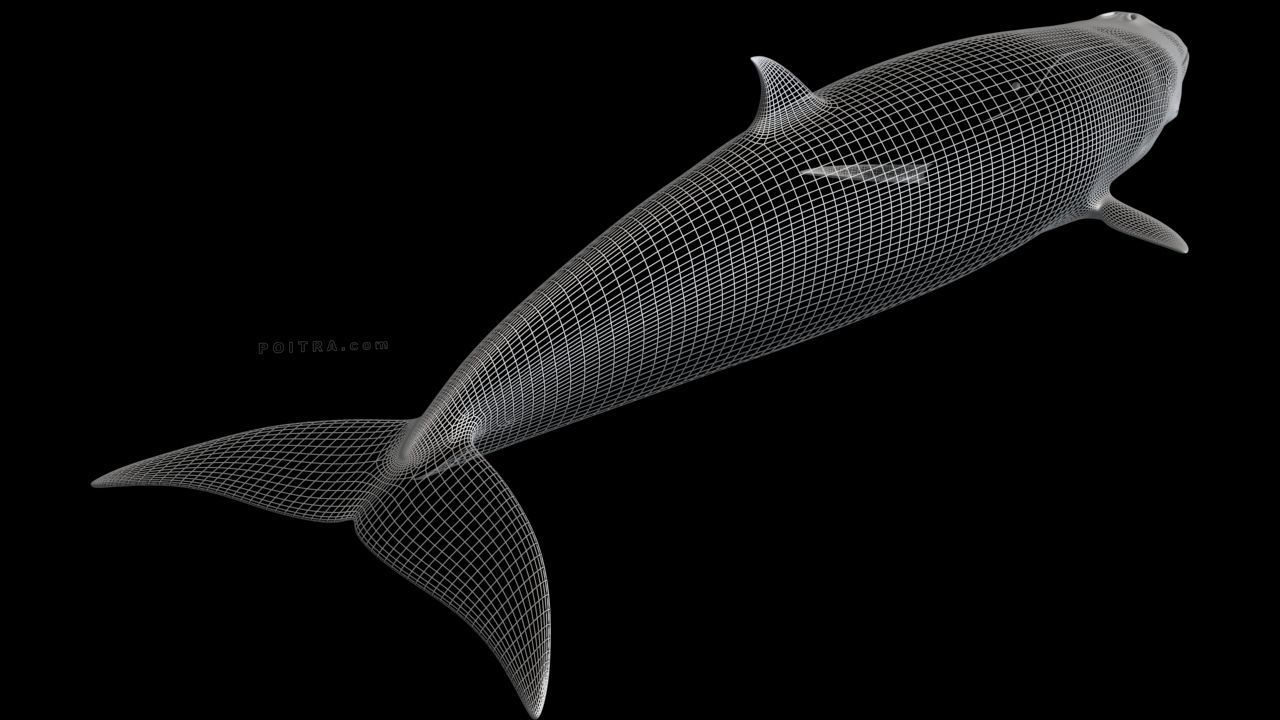 Minke Whale - Balaenoptera Acutoro - Adult Male - Pose 1 - 3D model_11