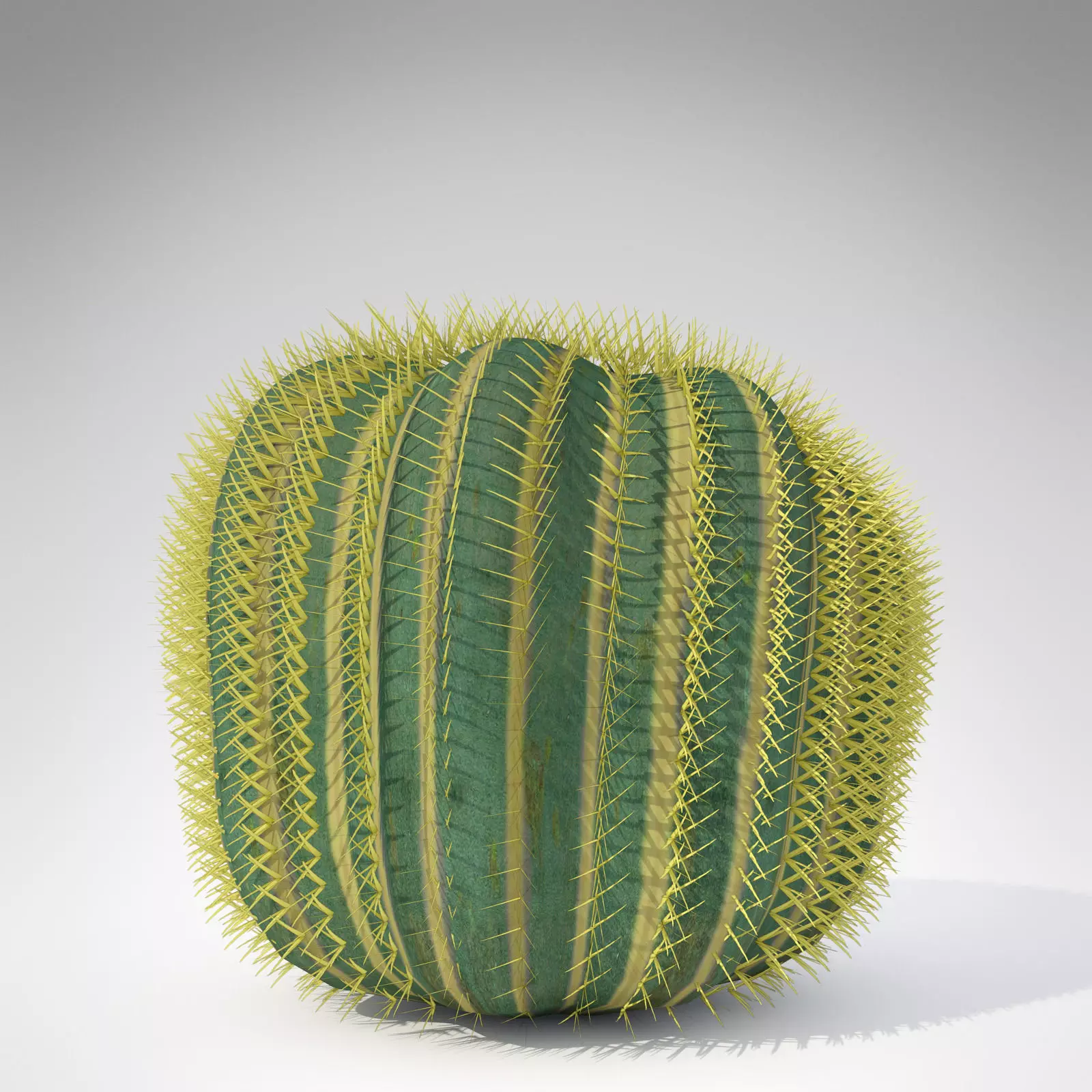 Barrel Cactus 3D model