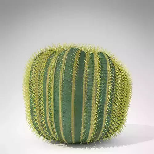 Barrel Cactus
