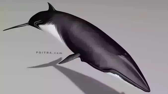 Minke Whale - Balaenoptera Acutoro - Adult Male - Pose 2 - 3D model