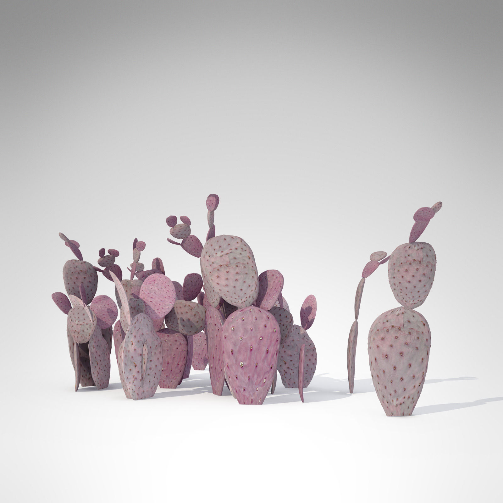 Santa Rita Prickly Pear 3D model_2