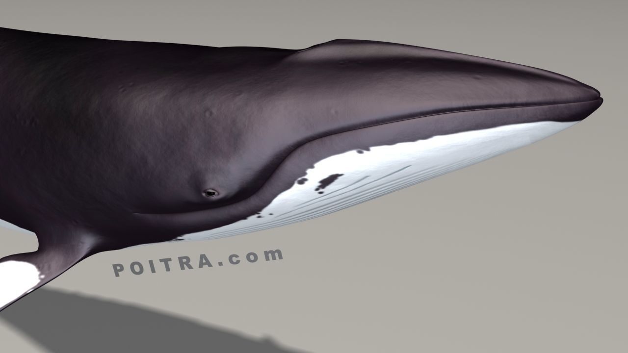 Minke Whale - Balaenoptera Acutoro - Adult Male - Pose 3 - 3D model_5