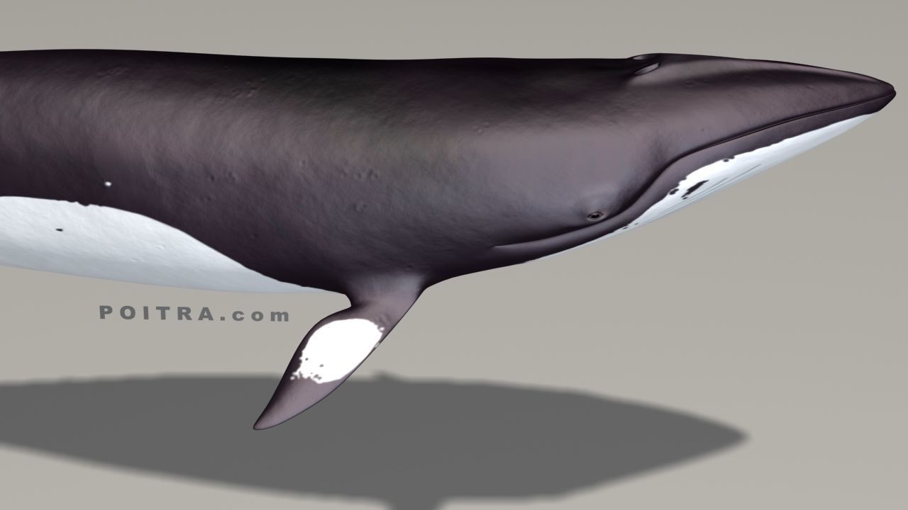 Minke Whale - Balaenoptera Acutoro - Adult Male - Pose 3 - 3D model_3