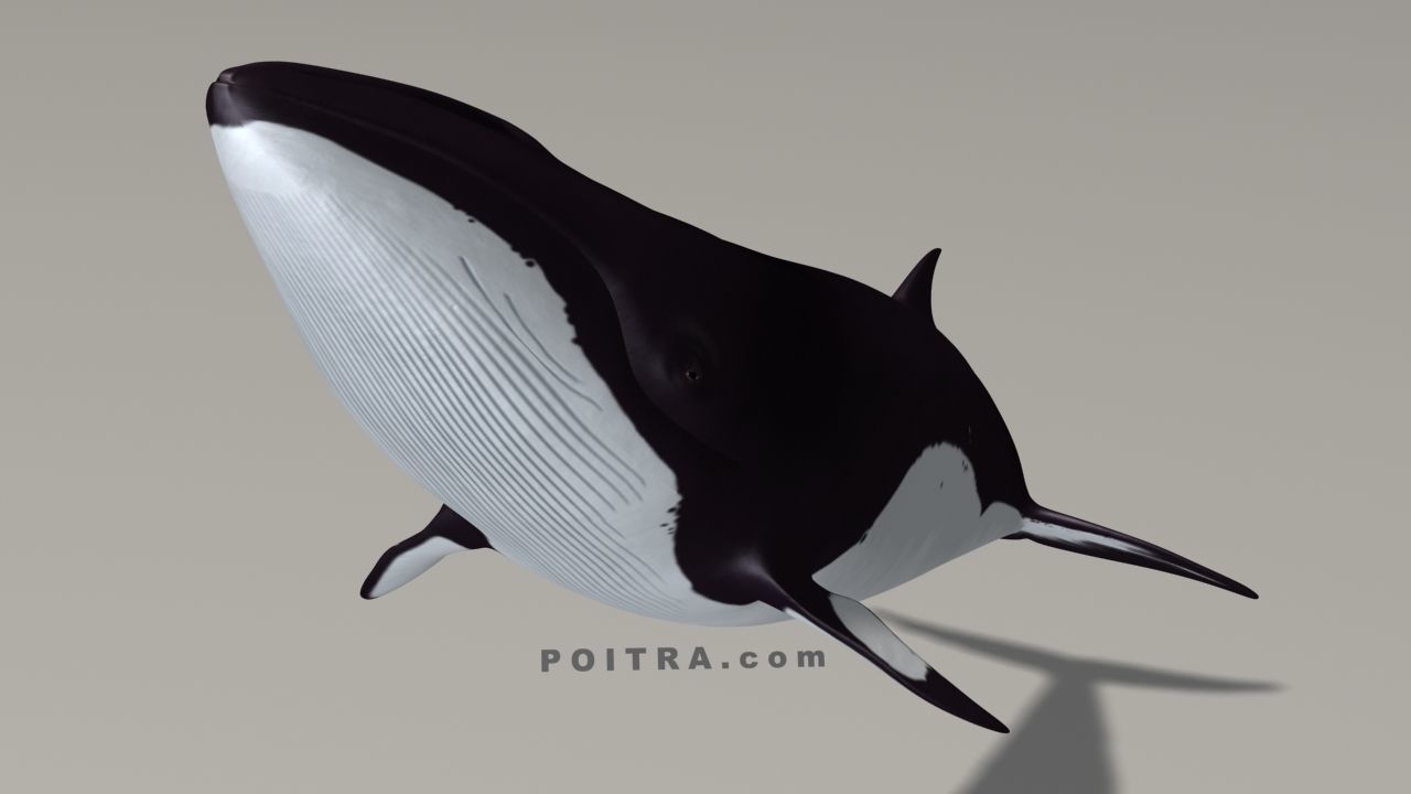 Minke Whale - Balaenoptera Acutoro - Adult Male - Pose 3 - 3D model_9