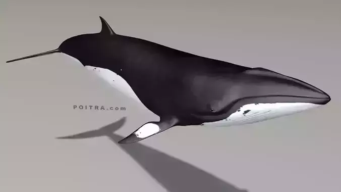 Minke Whale - Balaenoptera Acutoro - Adult Male - Pose 3 - 3D model
