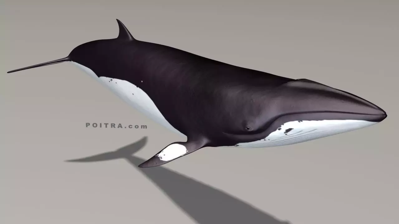 Minke Whale - Balaenoptera Acutoro - Adult Male - Pose 3 - 3D model_0