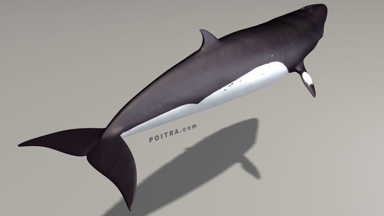 Minke Whale - Balaenoptera Acutoro - Adult Male - Pose 3 - 3D model_11