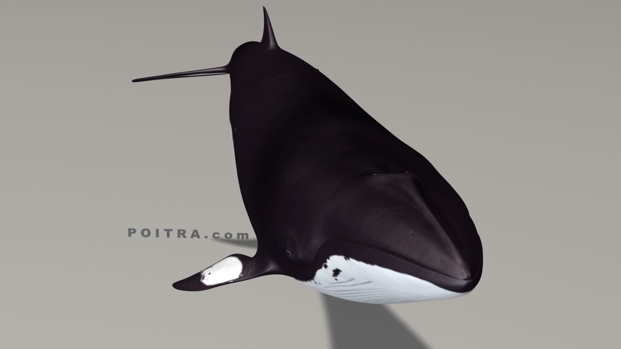 Minke Whale - Balaenoptera Acutoro - Adult Male - Pose 3 - 3D model_10