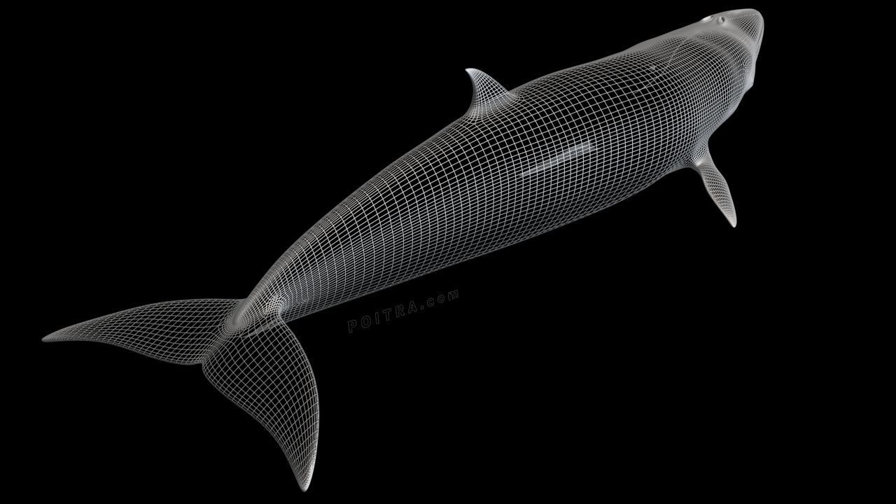 Minke Whale - Balaenoptera Acutoro - Adult Male - Pose 3 - 3D model_12
