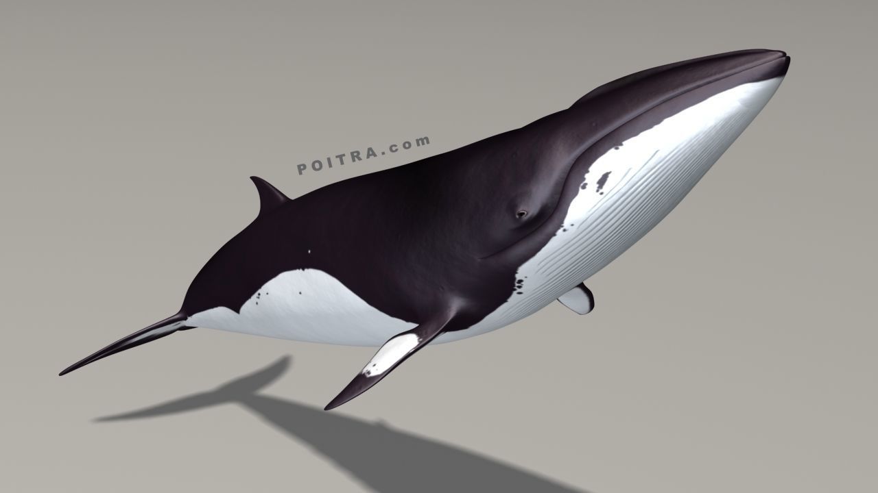 Minke Whale - Balaenoptera Acutoro - Adult Male - Pose 3 - 3D model_8