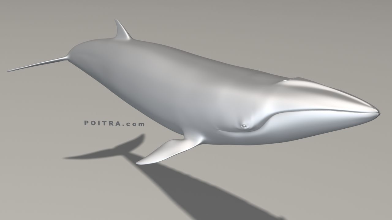 Minke Whale - Balaenoptera Acutoro - Adult Male - Pose 3 - 3D model_2