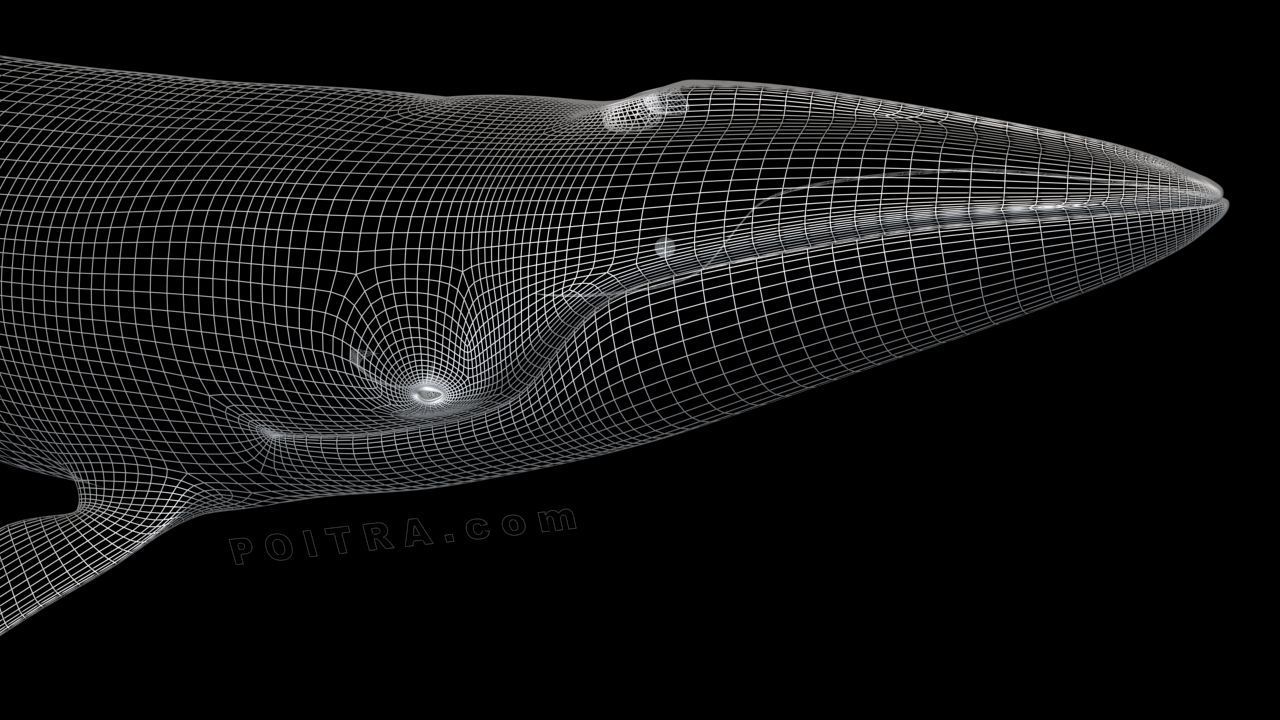 Minke Whale - Balaenoptera Acutoro - Adult Male - Pose 3 - 3D model_6