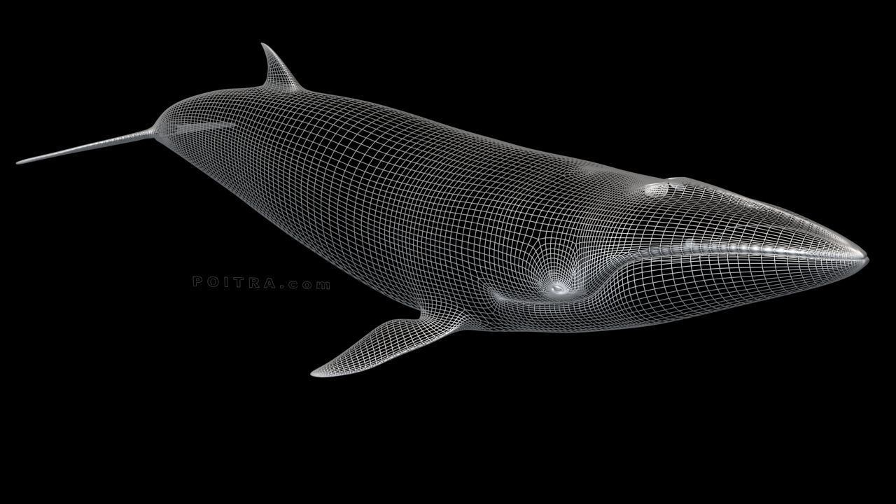 Minke Whale - Balaenoptera Acutoro - Adult Male - Pose 3 - 3D model_1