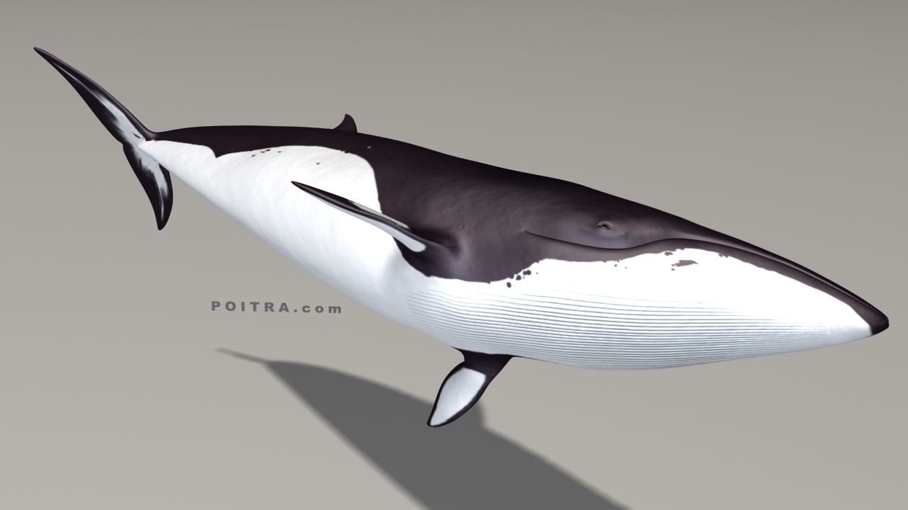 Minke Whale - Balaenoptera Acutoro - Adult Male - Pose 3 - 3D model_7