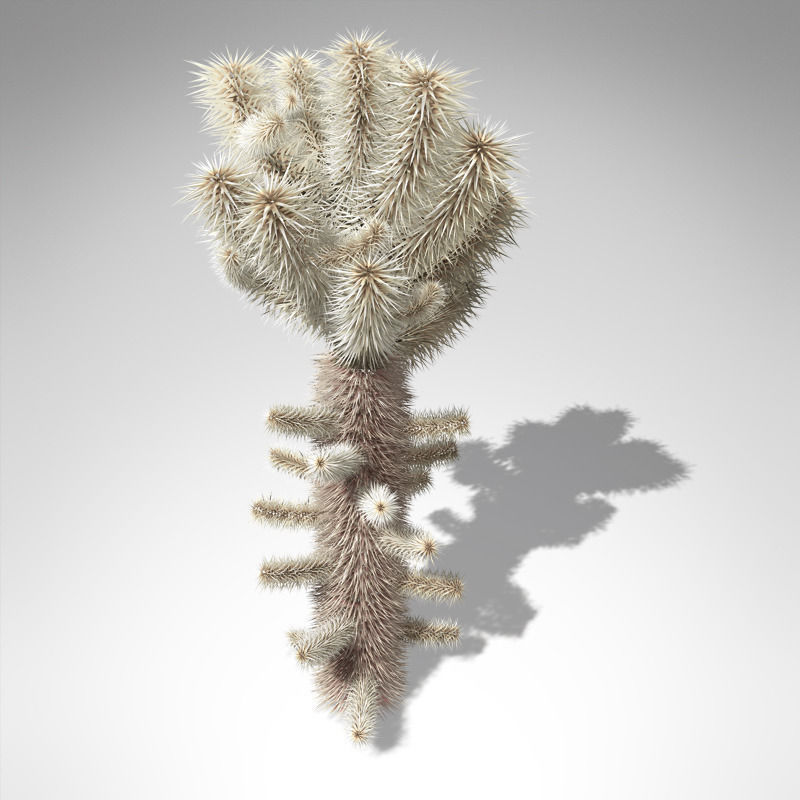 Teddy Bear Cholla 3D model_1
