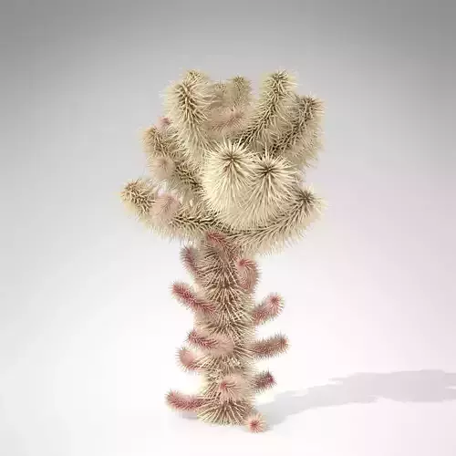 Teddy Bear Cholla 3D model