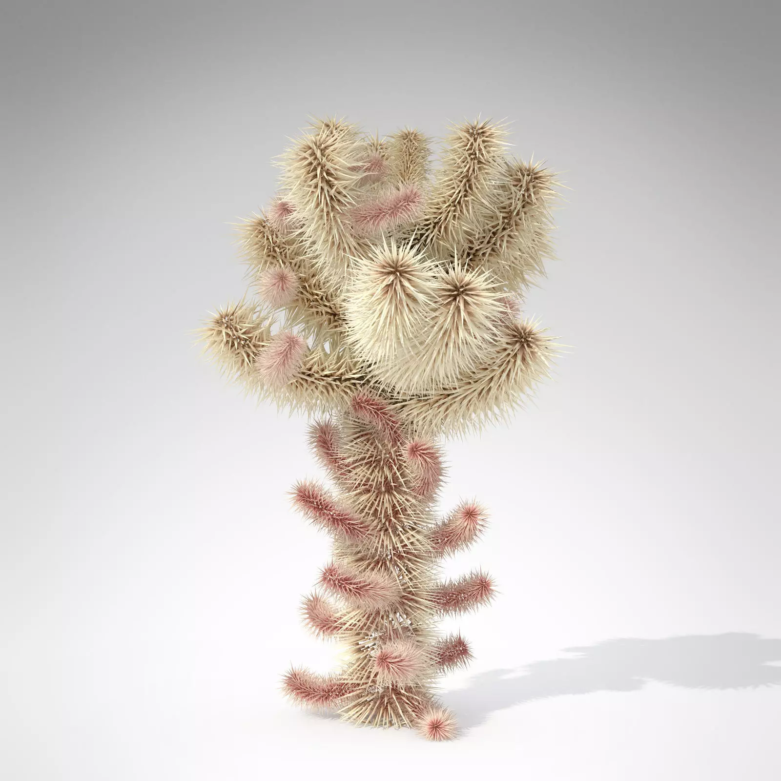 Teddy Bear Cholla 3D model_0