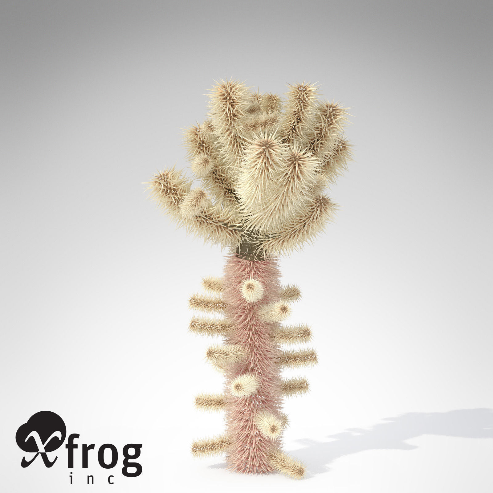Teddy Bear Cholla 3D model_2