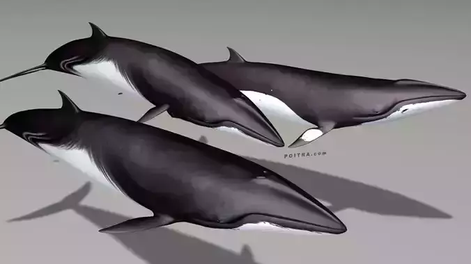 Minke Whales - 3 Poses - Balaenoptera Acutoro - Adult Males -