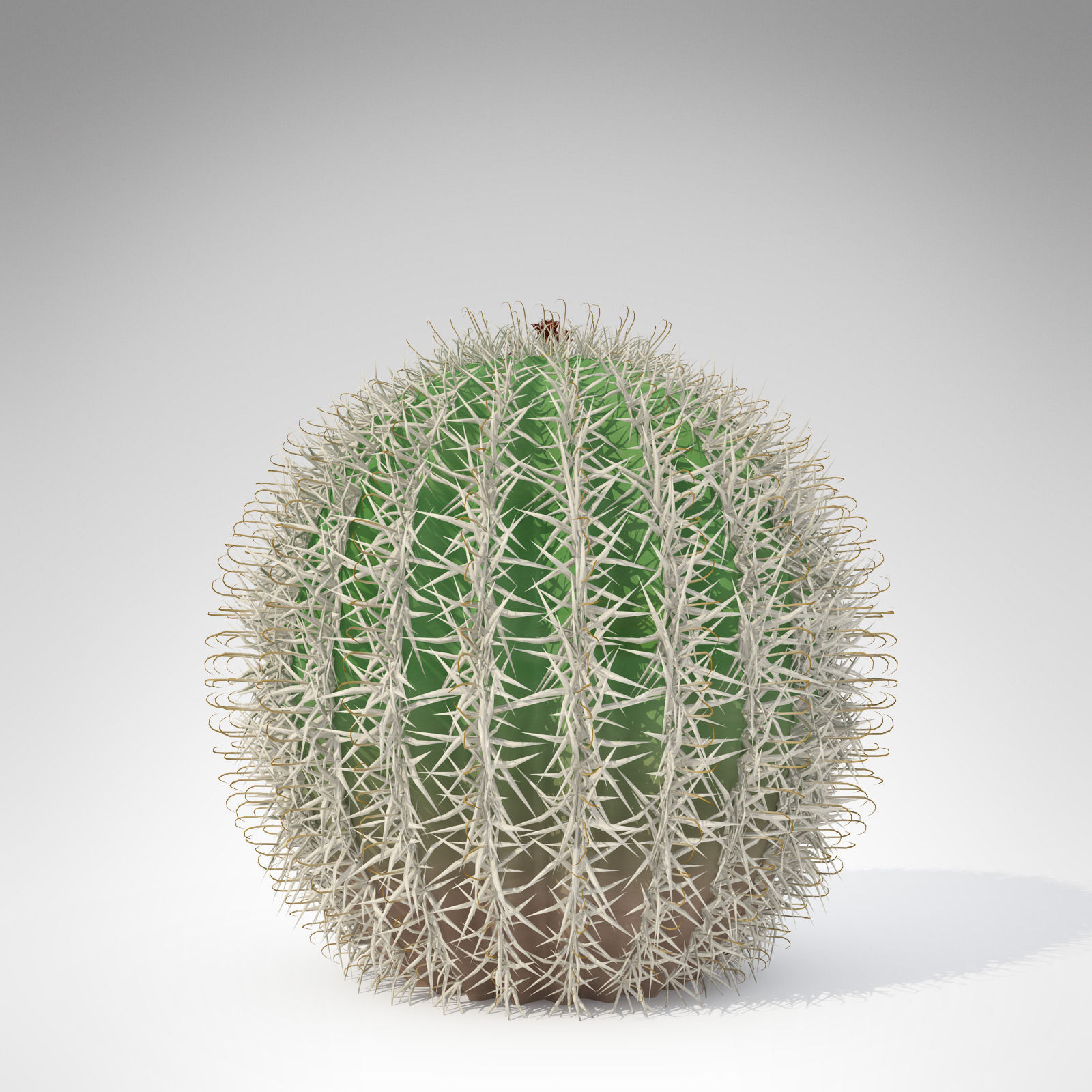 Arizona Barrel Cactus 3D model_2