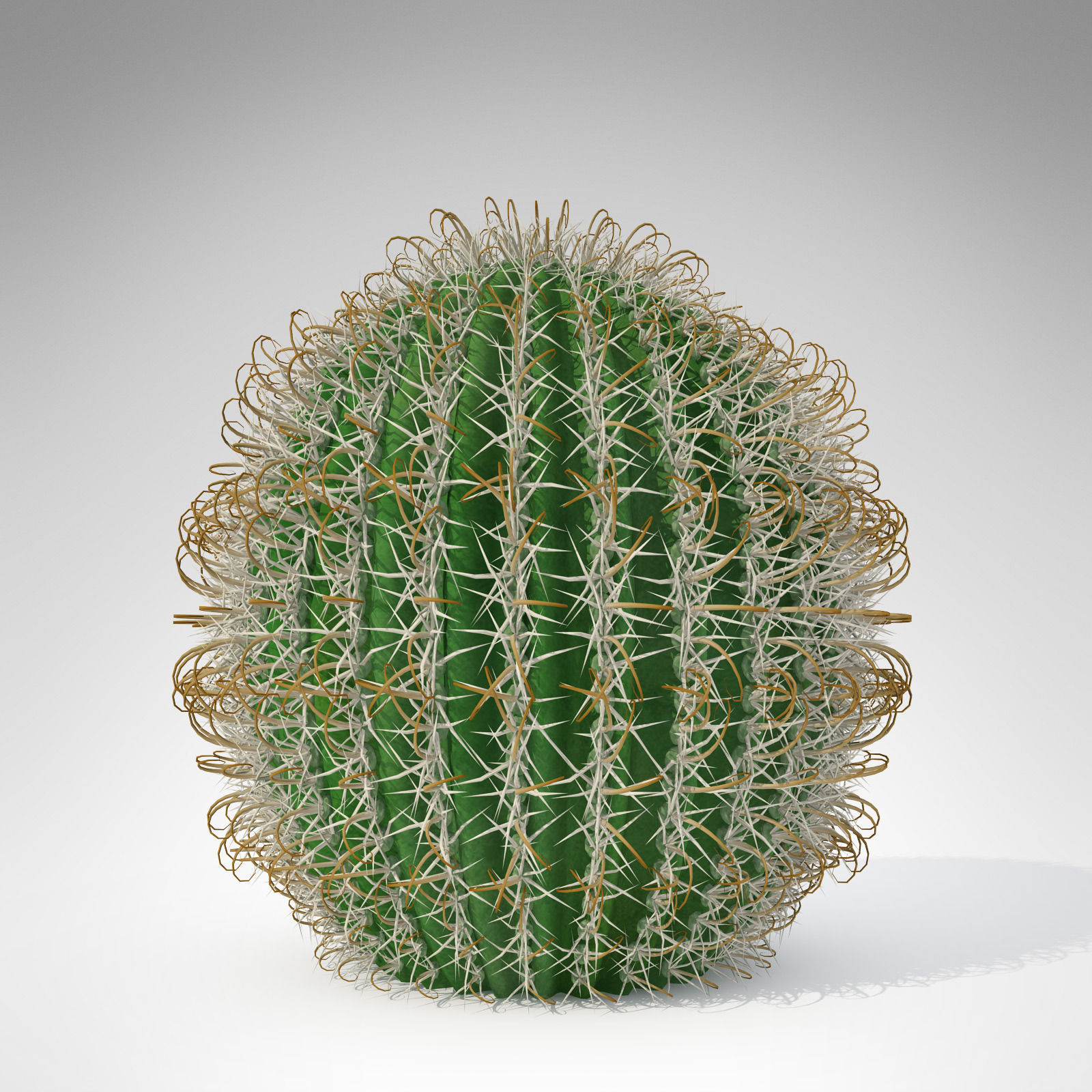 Arizona Barrel Cactus 3D model_1