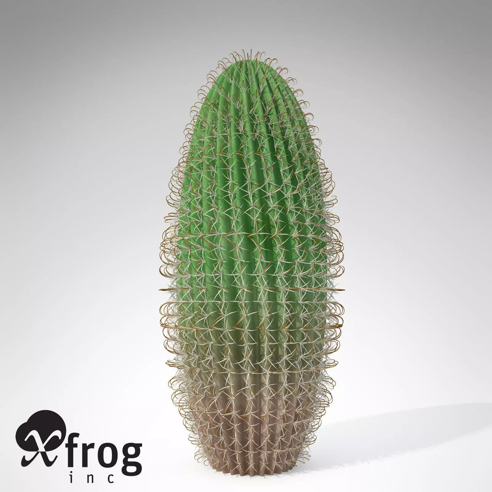 Arizona Barrel Cactus 3D model_0