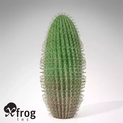 Arizona Barrel Cactus