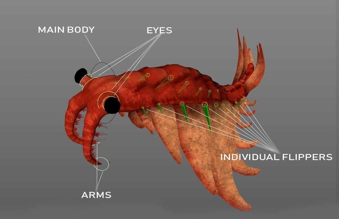 Anomalocaris Canadensis Low-poly 3D model_12