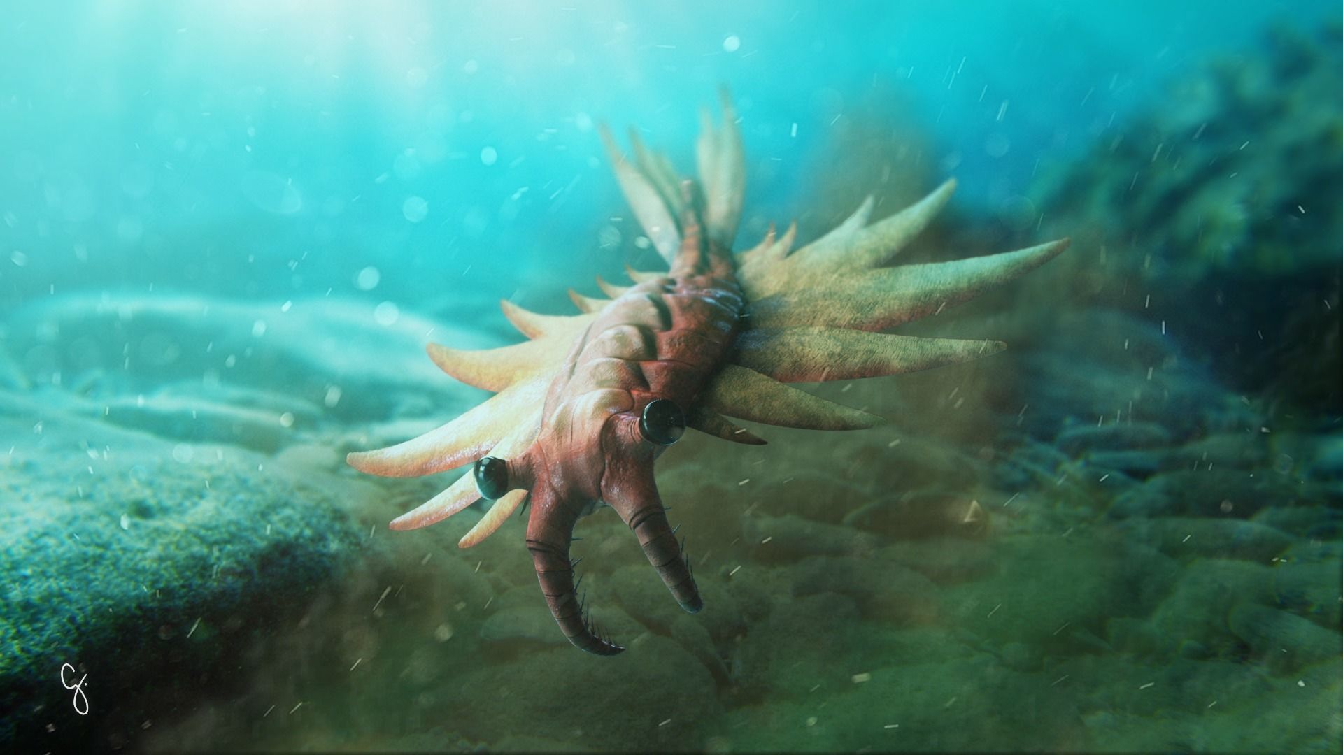 Anomalocaris Canadensis Low-poly 3D model_13