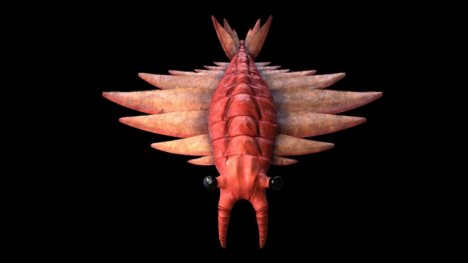 Anomalocaris Canadensis Low-poly 3D model_7