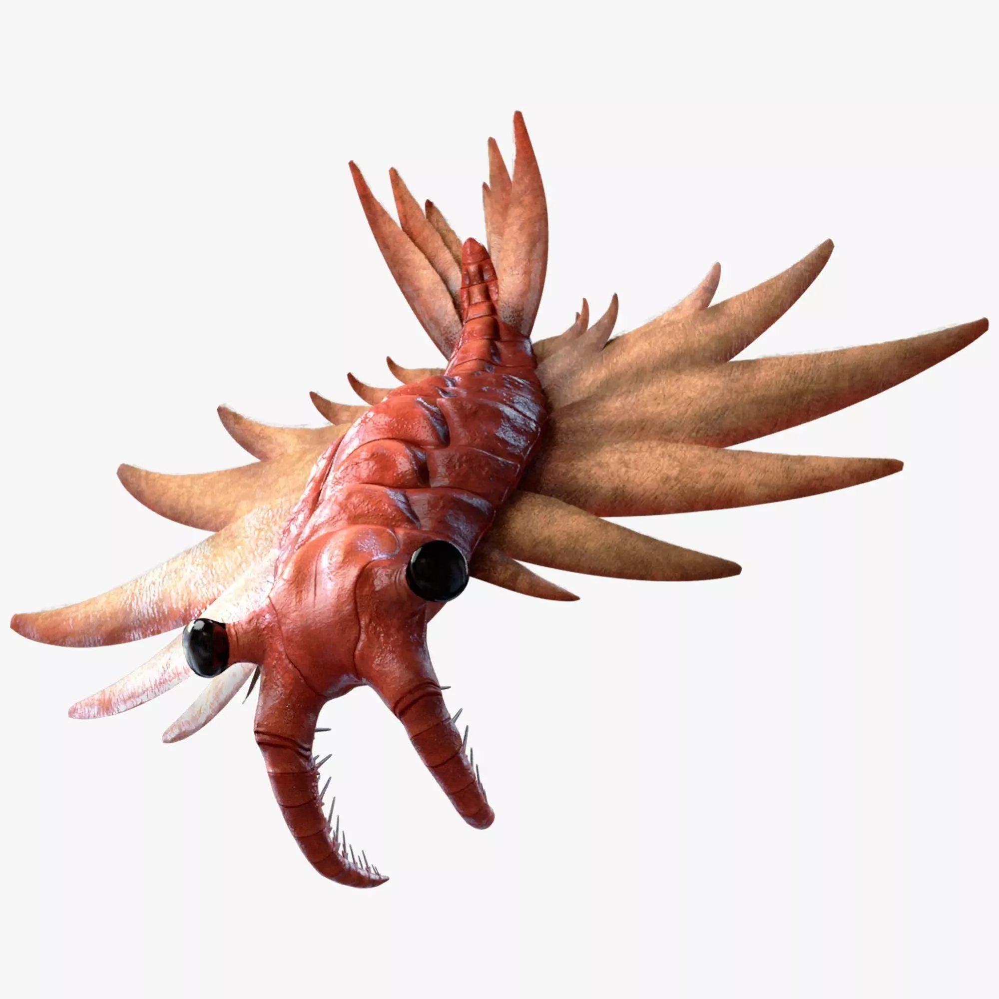 Anomalocaris Canadensis Static 3D model_0