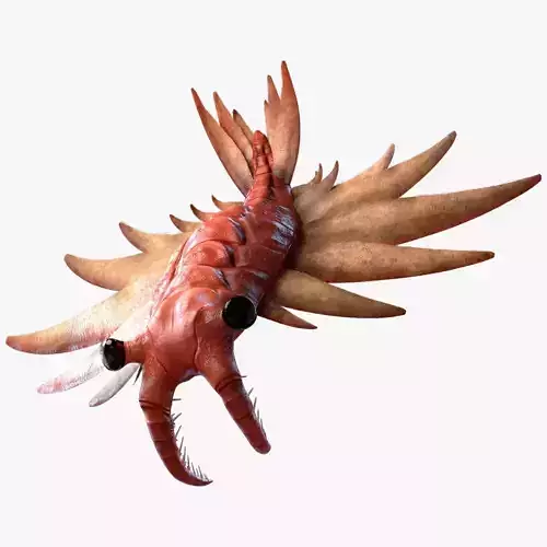 Anomalocaris Canadensis Static 3D model