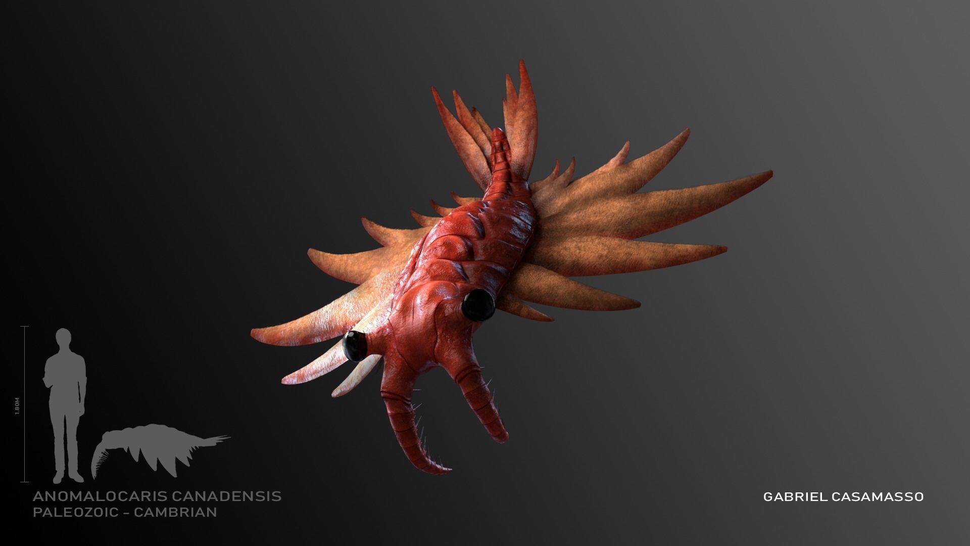 Anomalocaris Canadensis Static 3D model_5
