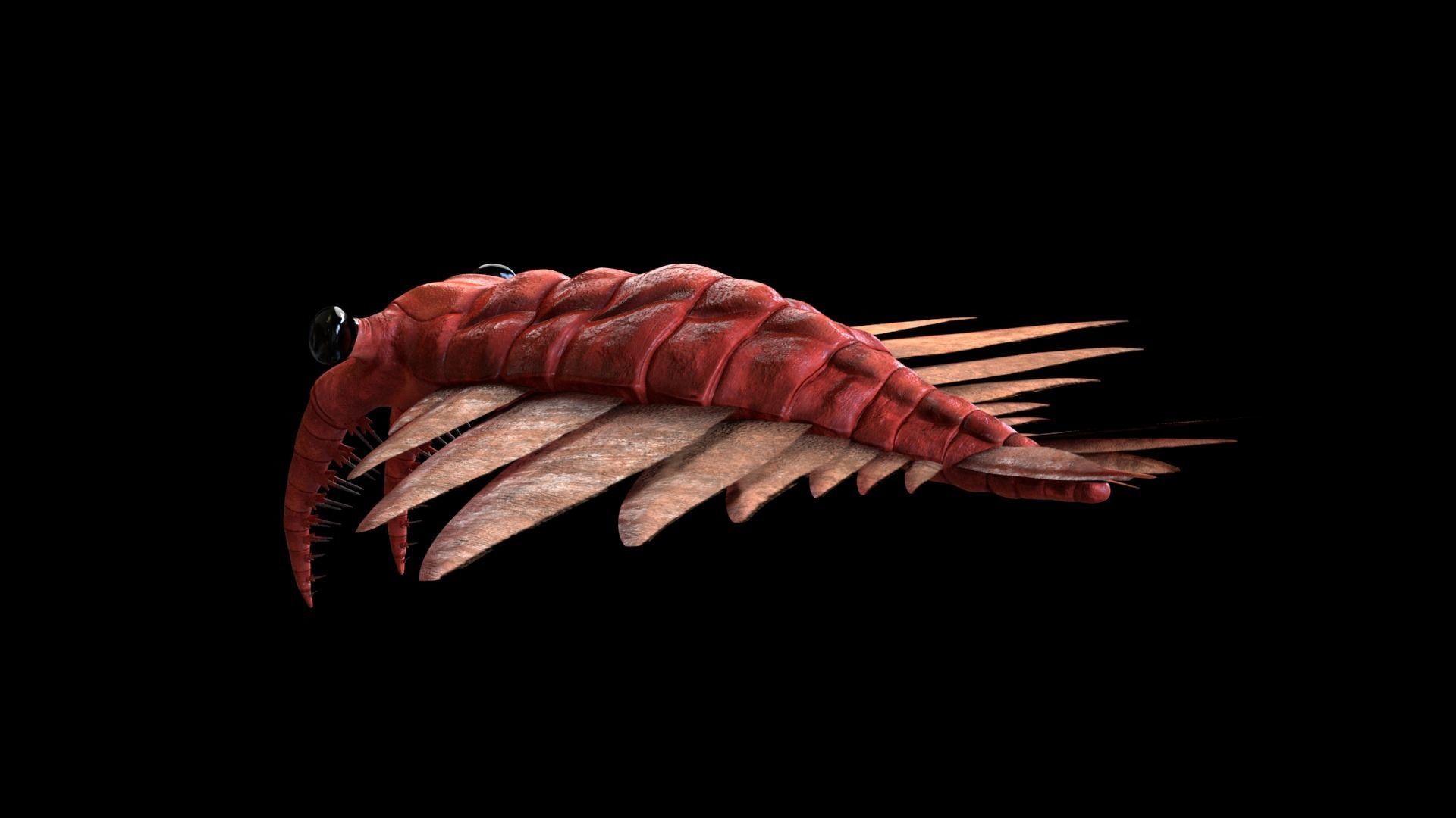 Anomalocaris Canadensis Static 3D model_2