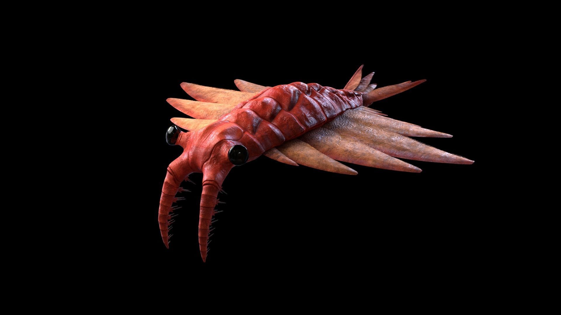 Anomalocaris Canadensis Static 3D model_1