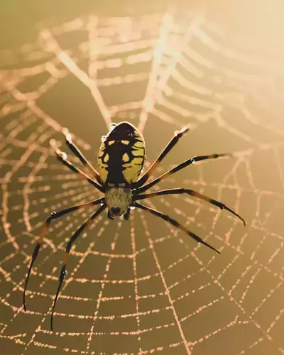 Black and Yellow Garden Spider Low-poly 3D model