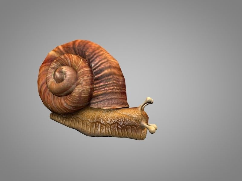 Snail Low-poly 3D model_1