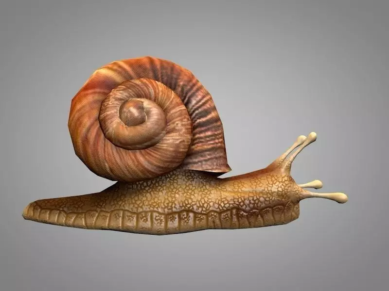 Snail Low-poly 3D model_0