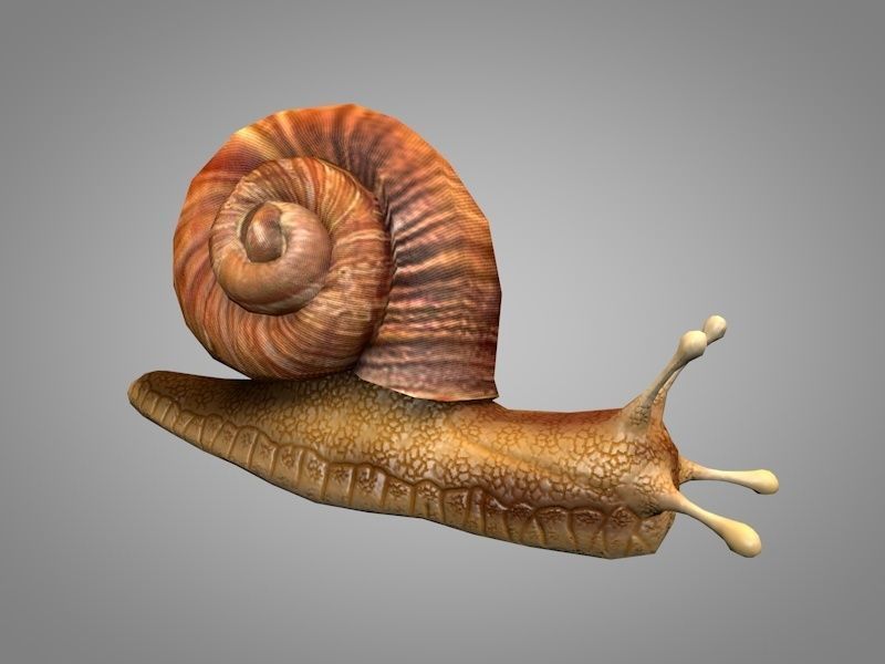 Snail Low-poly 3D model_5