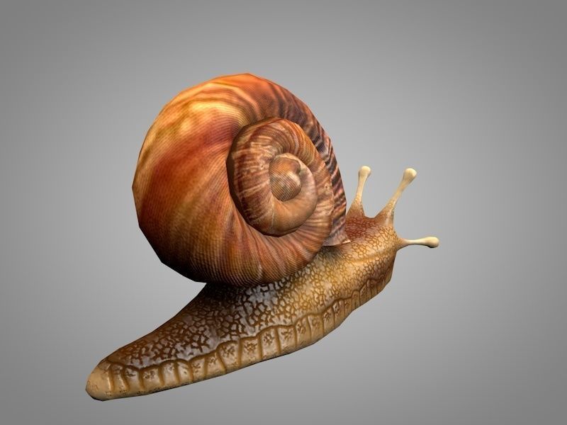 Snail Low-poly 3D model_3