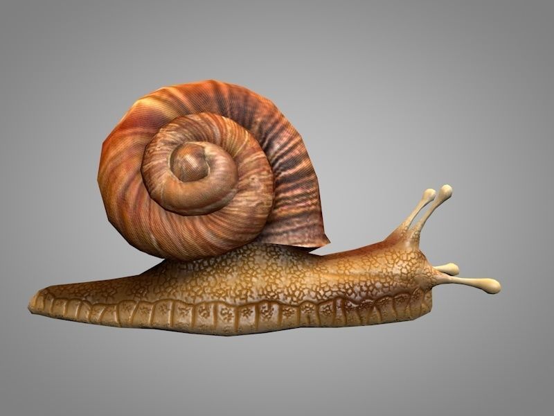 Snail Low-poly 3D model_4
