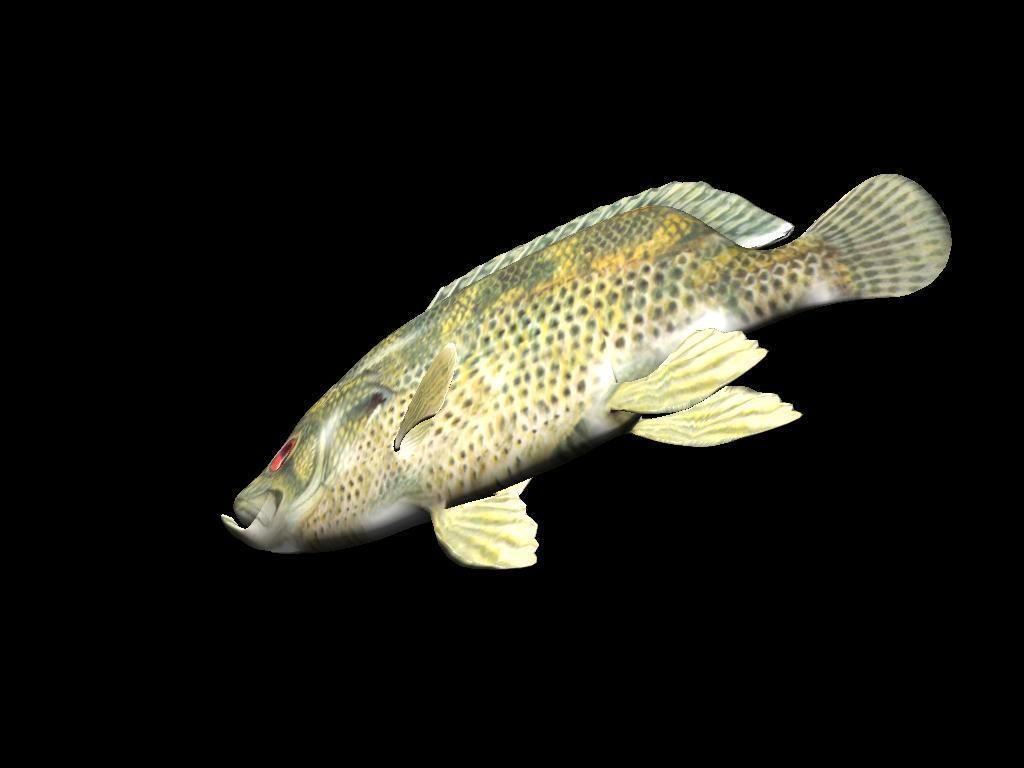 Rock Bass fish Low-poly 3D model_3