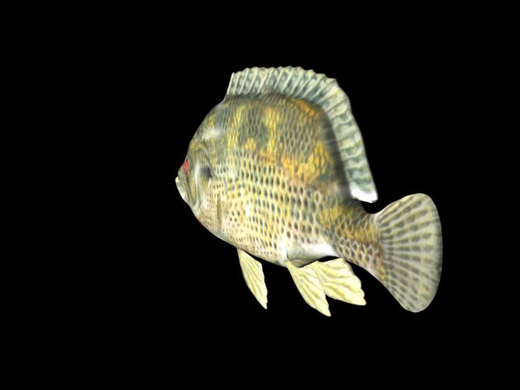 Rock Bass fish Low-poly 3D model_2
