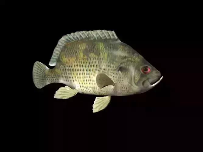 Rock Bass fish