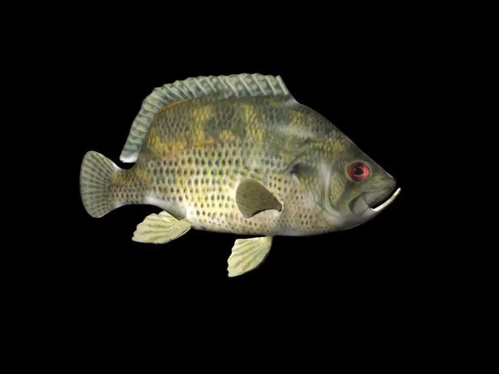 Rock Bass fish Low-poly 3D model_0