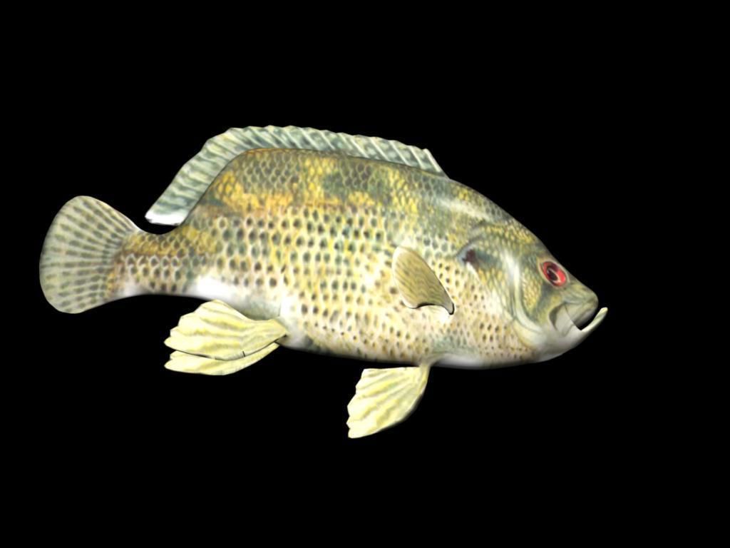 Rock Bass fish Low-poly 3D model_1