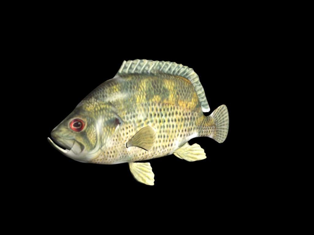 Rock Bass fish Low-poly 3D model_6